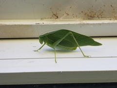 Microcentrum rhombifolium