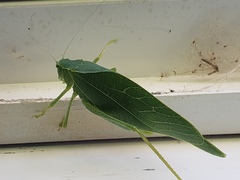 Microcentrum rhombifolium