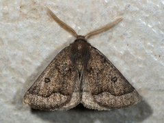 Crocallis boisduvalaria