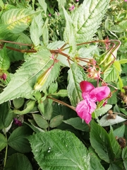 Impatiens glandulifera