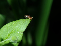 Steganopsis melanogaster