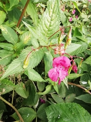 Impatiens glandulifera