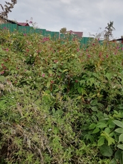 Impatiens glandulifera