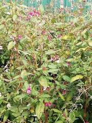 Impatiens glandulifera