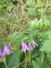 Campanula rapunculoides