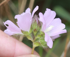 Sidalcea calycosa rhizomata