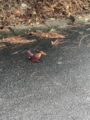 Halcyon coromanda bangsi