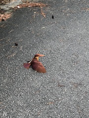 Halcyon coromanda bangsi