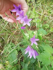Campanula rapunculoides