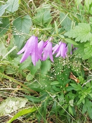 Campanula rapunculoides
