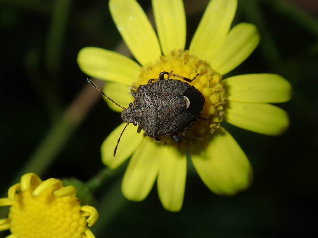 Kalkadoona truncatella