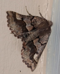 Drepanogynis sinuata