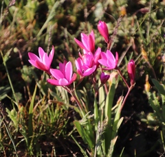 Hesperantha pauciflora