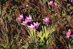 Hesperantha pauciflora