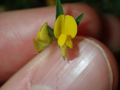 Lotus angustissimus