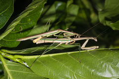 Tenodera costalis