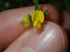 Lotus angustissimus