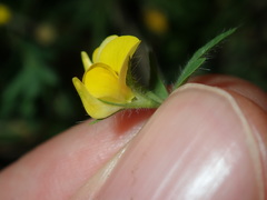 Lotus angustissimus