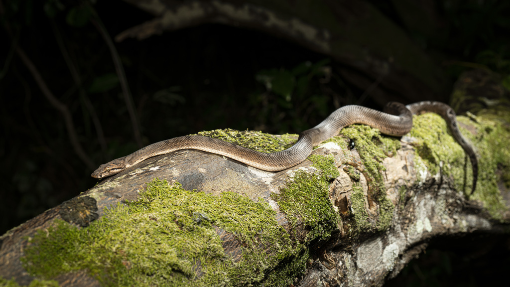 Bibron's Bevel-nosed Boa from Lifou, New Caledonia on August 3, 2020 at ...
