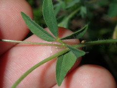 Lotus angustissimus