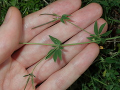 Lotus angustissimus