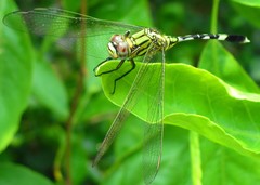 Orthetrum sabina