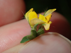 Lotus angustissimus