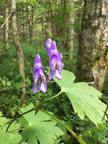Image of Aconitum japonicum by (c) pavlaki1968, some rights reserved (CC BY)