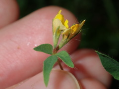 Lotus angustissimus