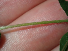 Lotus angustissimus
