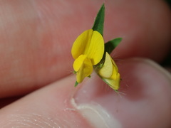 Lotus angustissimus