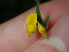 Lotus angustissimus