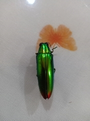 Chrysochroa fulminans