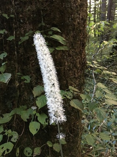 Jejudo bugbane (Actaea japonica)
