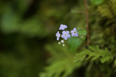 Hackelia uncinata