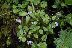 Hackelia uncinata