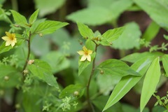 Lysimachia alternifolia