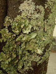 Parmotrema subtinctorium