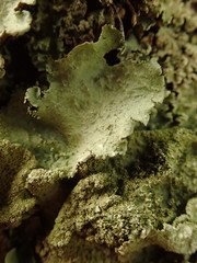 Parmotrema subtinctorium