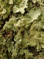 Parmotrema subtinctorium