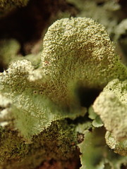 Parmotrema subtinctorium