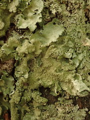 Parmotrema subtinctorium