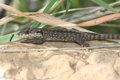 Pseudocordylus subviridis