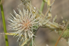 Cirsium pitcheri