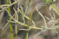 Cirsium pitcheri