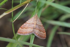 Mimoclystia pudicata