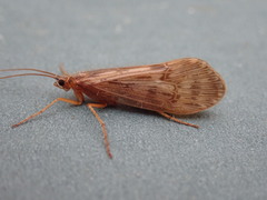 Halesus radiatus