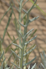 Cirsium pitcheri