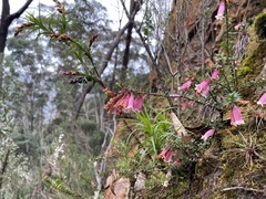 Epacris reclinata