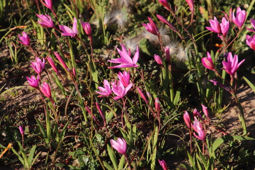 Image of Hesperantha pauciflora by (c) Tony Rebelo, some rights reserved (CC BY-SA)